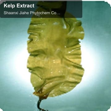 Kelp Extract