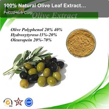 100% Natural Olive Leaf Extract, Olive Leaf Extract With Oleuropein 20%-70%, Anti Oxidant Oleuropein