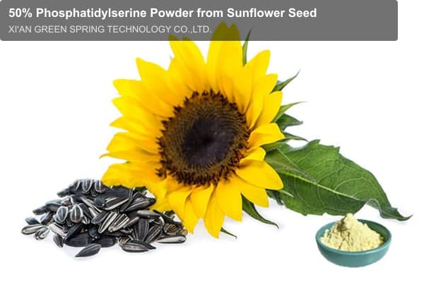 50% Phosphatidylserine Powder from Sunflower Seed