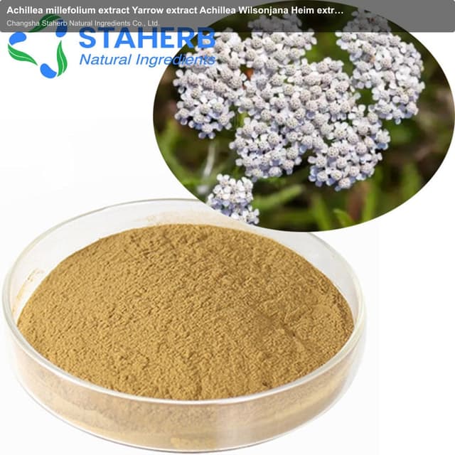 Achillea millefolium extract Yarrow extract Achillea Wilsonjana Heim extract