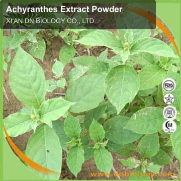 Achyranthes Extract Powder