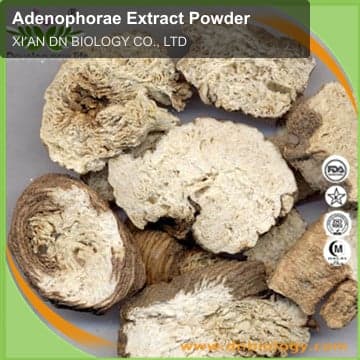 Adenophorae Extract Powder
