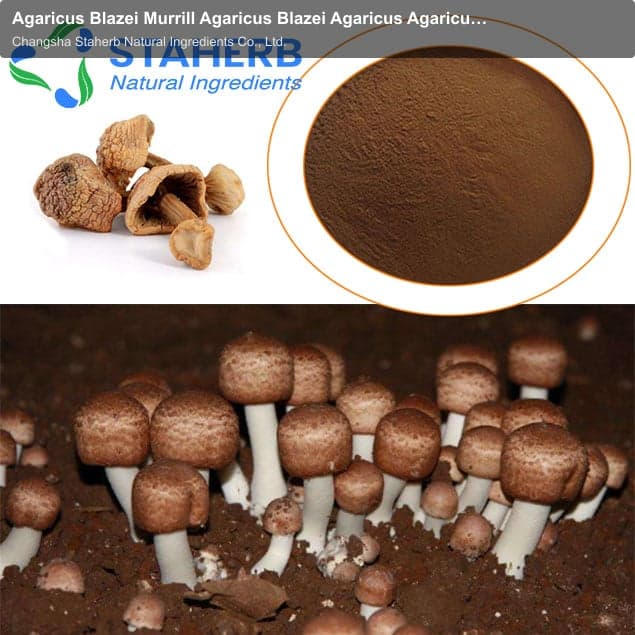 Agaricus Blazei Murrill Agaricus Blazei Agaricus Agaricus blarizonaei murrill Extract