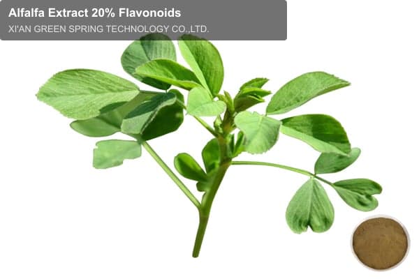 Alfalfa Extract 20% Flavonoids