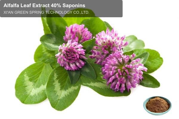 Alfalfa Leaf Extract 40% Saponins