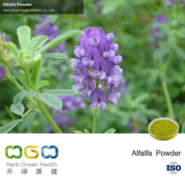 Alfalfa Powder