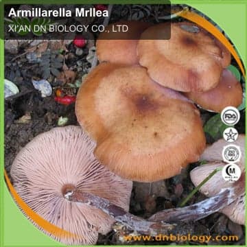 Armillarella Mrllea
