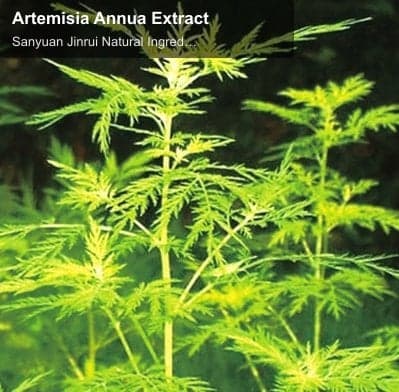 Artemisia Annua Extract