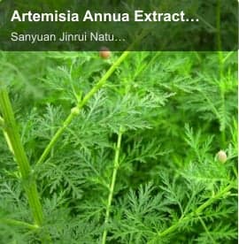 Artemisia Annua Extract（ Artemisia annua L.）