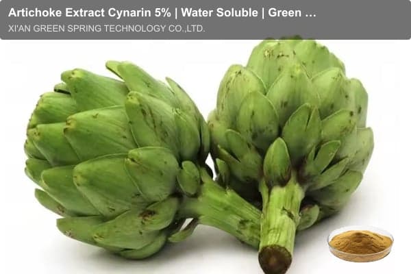 Artichoke Extract Cynarin 5% | Water Soluble | Green Spring Technology