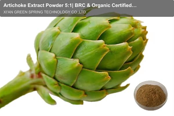 Artichoke Extract Powder 5:1| BRC & Organic Certified | Green Spring Technology