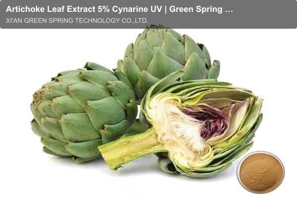 Artichoke Leaf Extract 5% Cynarine UV | Green Spring Technology