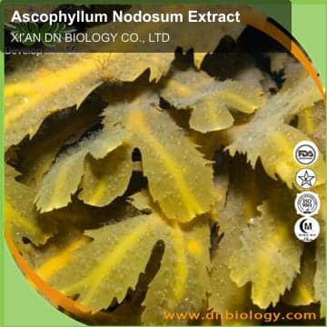 Ascophyllum Nodosum Extract