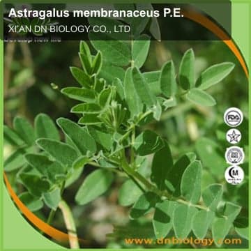 Astragalus membranaceus P.E.