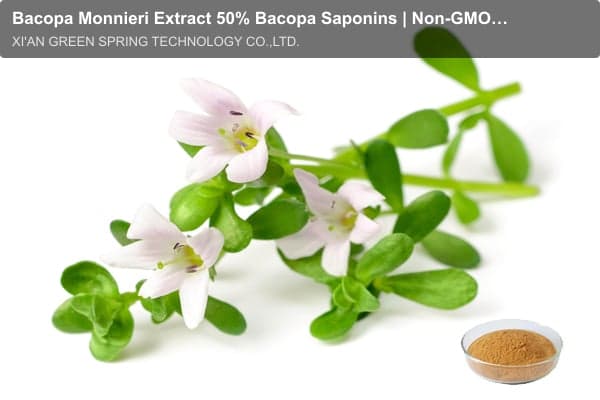 Bacopa Monnieri Extract 50% Bacopa Saponins | Non-GMO | Green Spring Technology