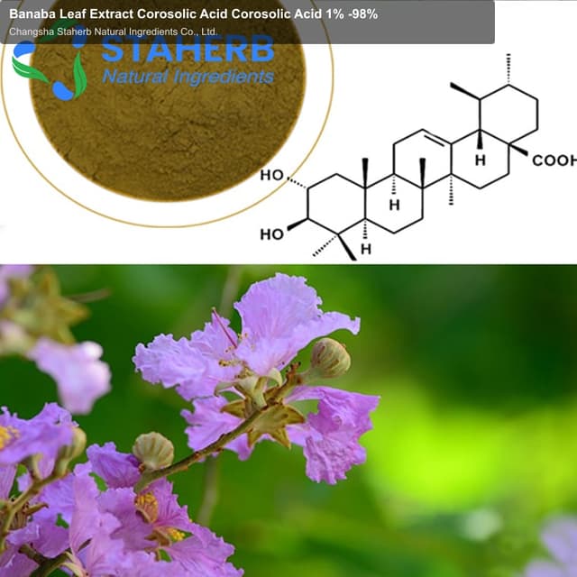 Banaba Leaf Extract Corosolic Acid Corosolic Acid 1% -98%