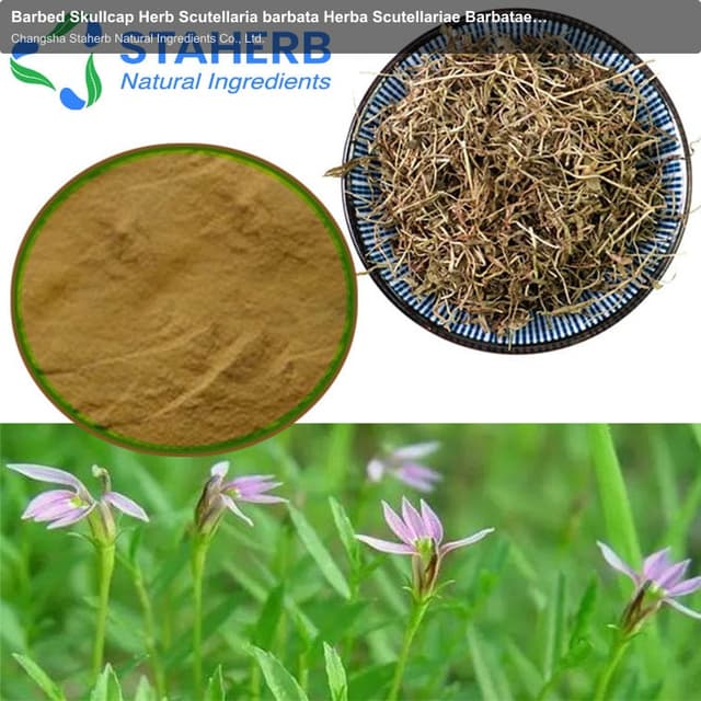 Barbed Skullcap Herb Scutellaria barbata Herba Scutellariae Barbatae Portulaca grandiflora Hook extr
