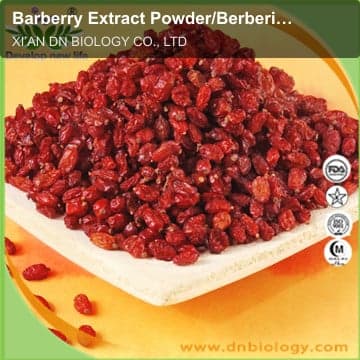 Barberry Extract Powder/Berberis Vulgaris