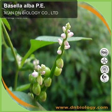 Basella alba P.E.