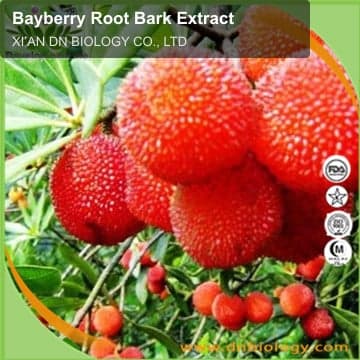 Bayberry Root Bark Extract
