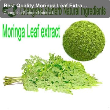 Best Quality Moringa Leaf Extract and Moringa Leaf Powder
