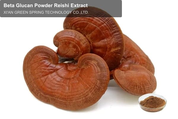 Beta Glucan Powder Reishi Extract