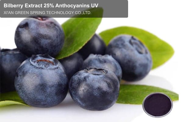 Bilberry Extract 25% Anthocyanins UV