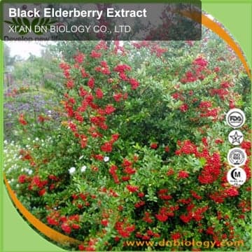 Black Elderberry Extract