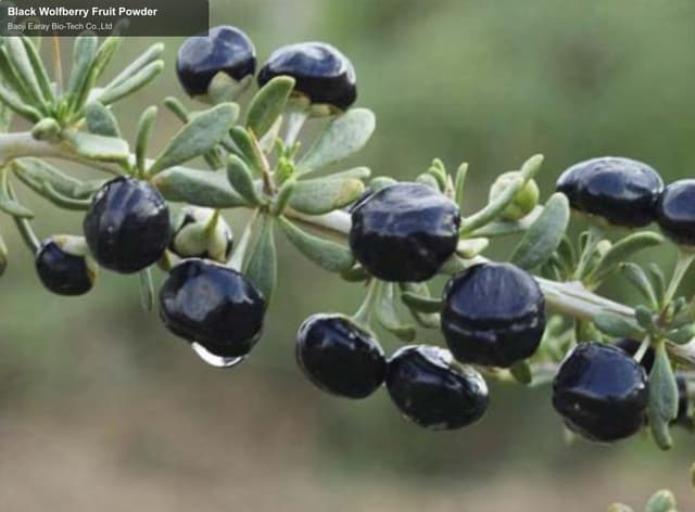 Black Wolfberry Fruit Powder