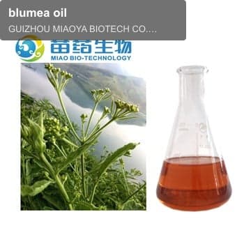 blumea oil