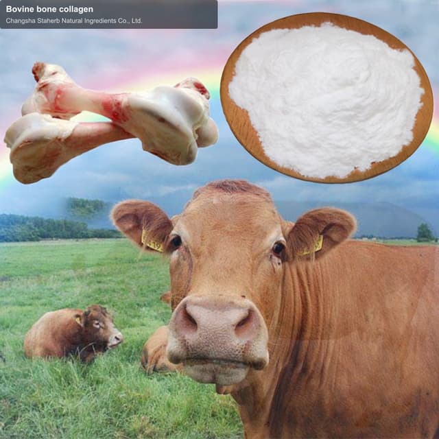 Bovine bone collagen