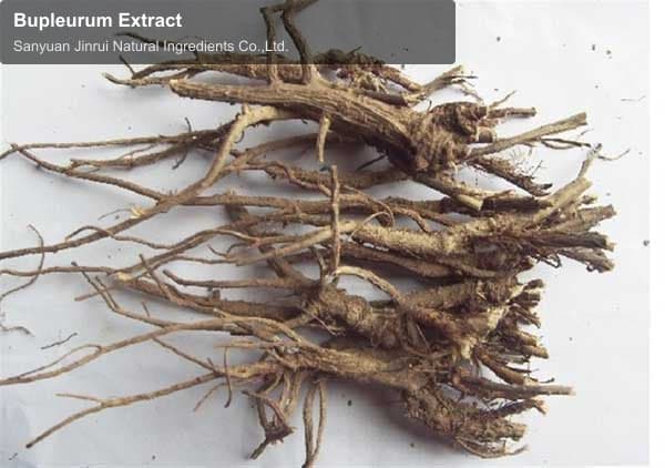 Bupleurum Extract