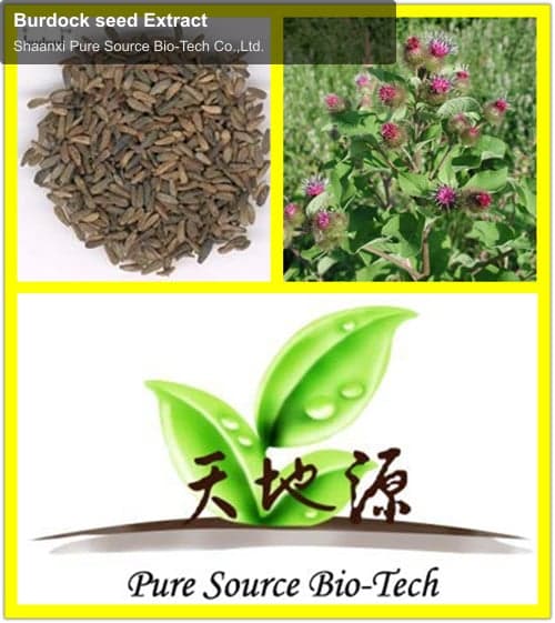 Burdock seed Extract