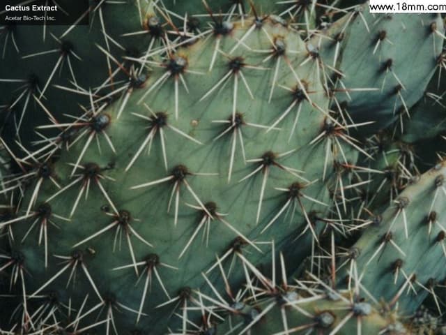 Cactus Extract