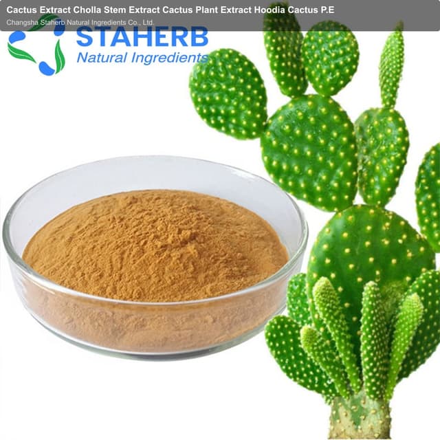 Cactus Extract Cholla Stem Extract Cactus Plant Extract Hoodia Cactus P.E