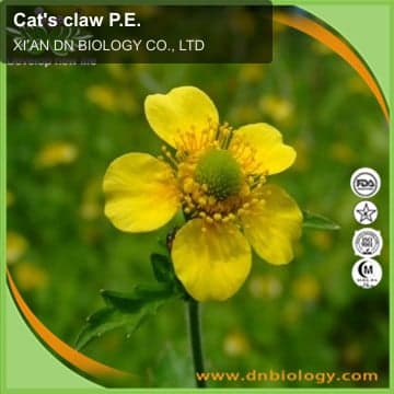 Cat's claw P.E.