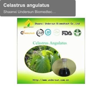 Celastrus angulatus