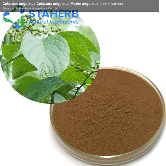 Celastrus angulatus Celasturs angulatus Maxim angulatus maxim extract