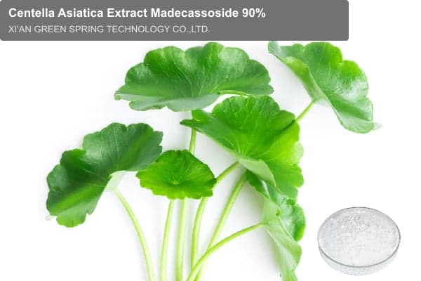 Centella Asiatica Extract Madecassoside 90%