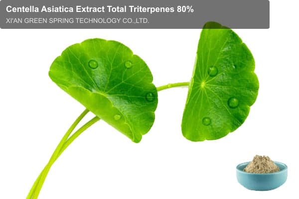 Centella Asiatica Extract Total Triterpenes 80%