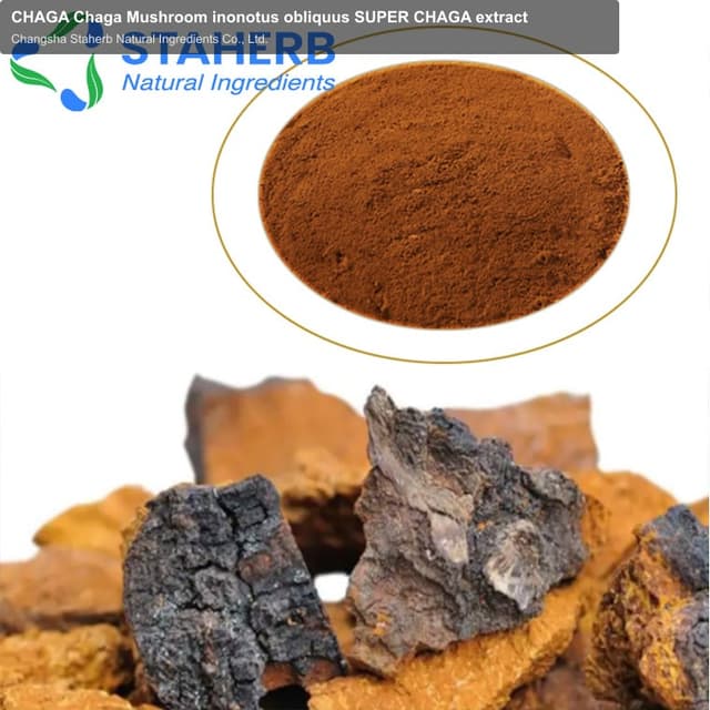 CHAGA Chaga Mushroom inonotus obliquus SUPER CHAGA extract