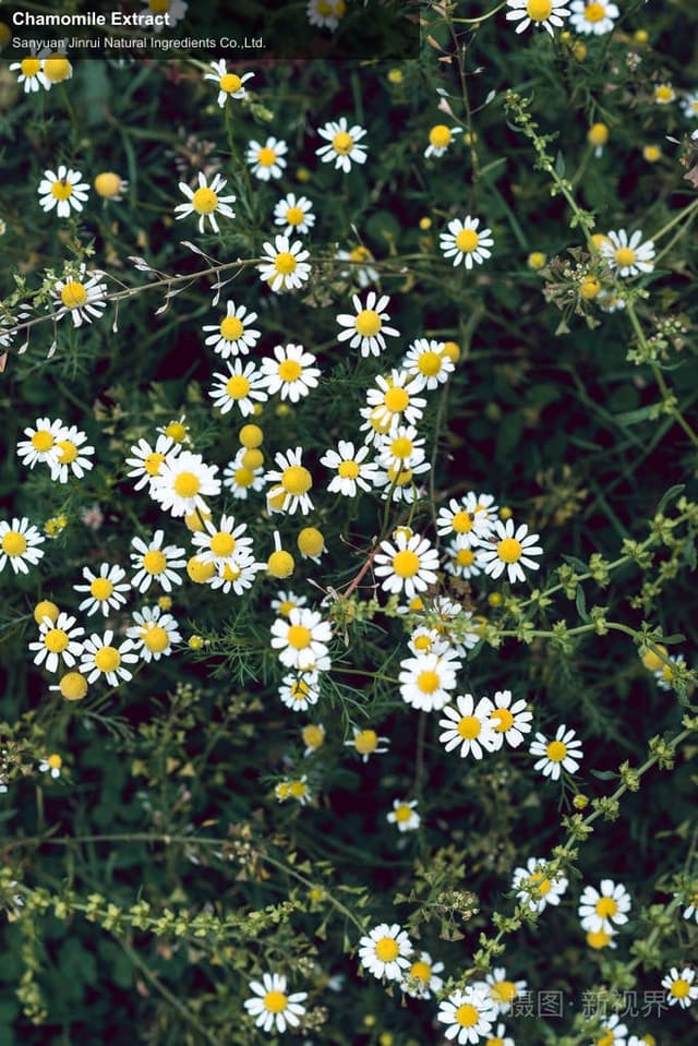 Chamomile Extract
