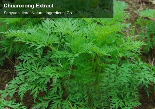 Chuanxiong Extract