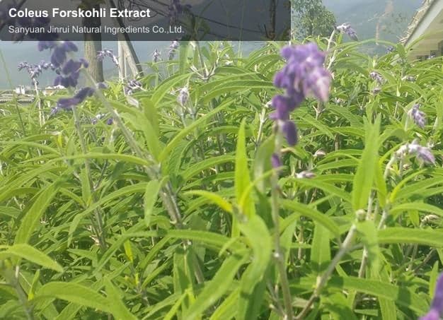 Coleus Forskohli Extract