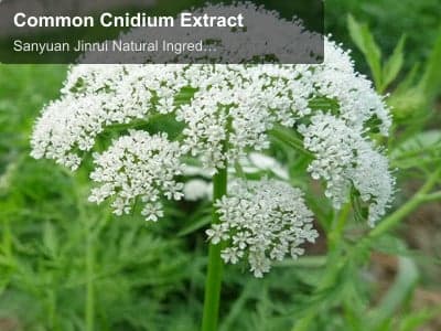 Common Cnidium Extract