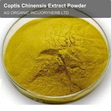 Coptis Chinensis Extract Powder