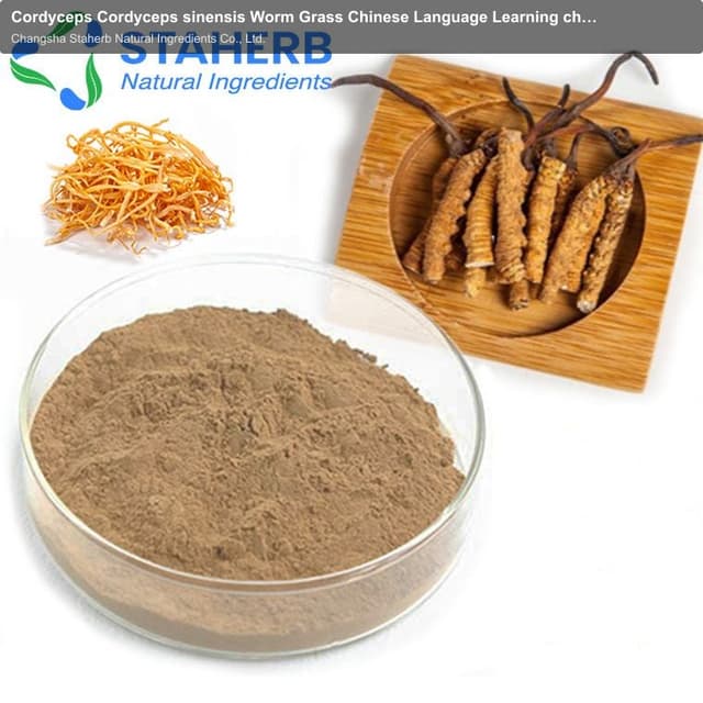 Cordyceps Cordyceps sinensis Worm Grass Chinese Language Learning chinese caterpillar fungus extract