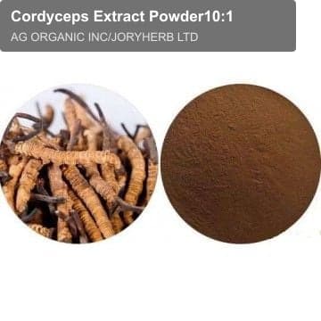 Cordyceps Extract Powder10:1