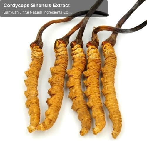 Cordyceps Sinensis Extract