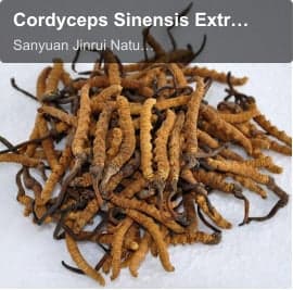 Cordyceps Sinensis Extract